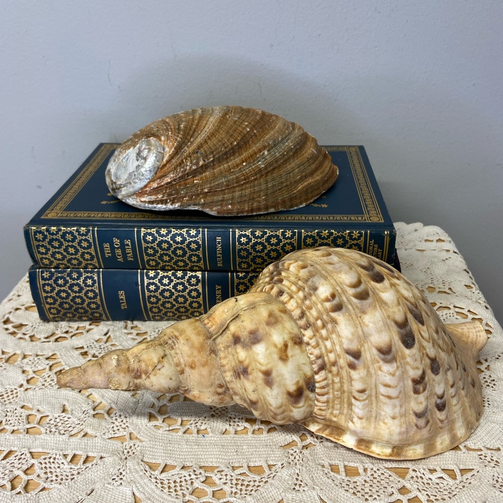 Two Shells-Abalone and Conch